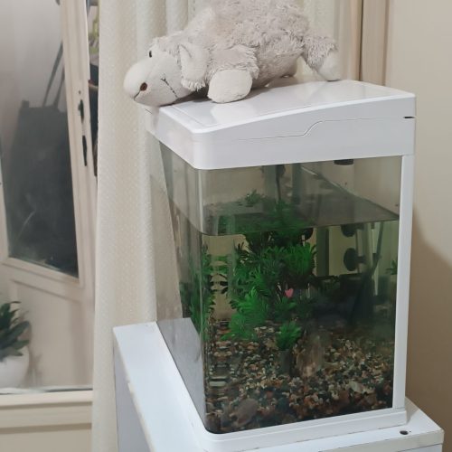 آکواریوم خانگی متوسط