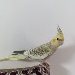 عروس هلندی نر با قفس