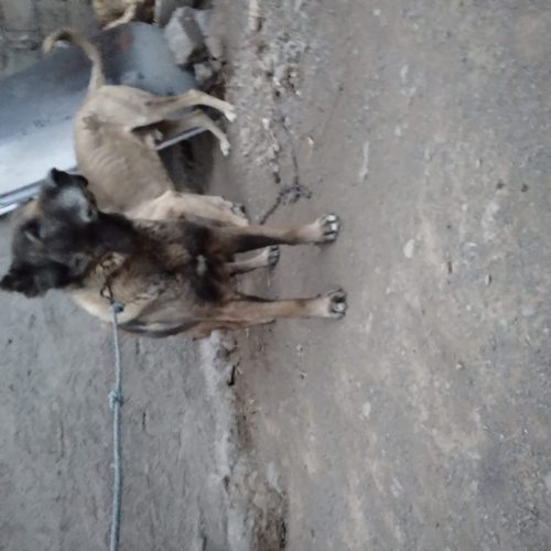 واگذاری سگ سرابی گله‌ای