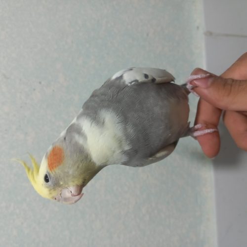 عروس هلندی  سخنگو و دستی سالم سالم