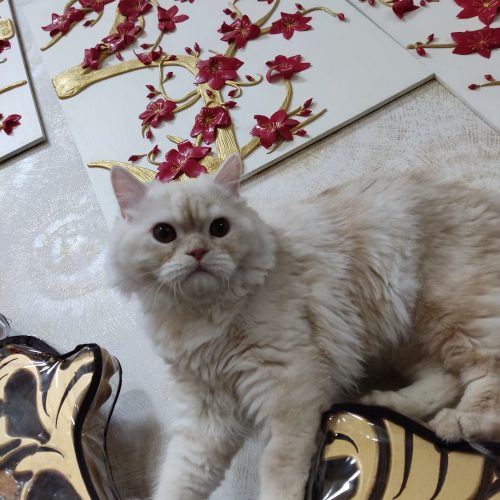 گربه زیبای پرزین