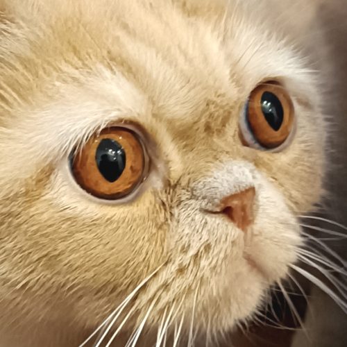 واگذاری اسکاتیش