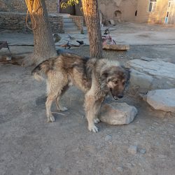 سگ نر و سرابی