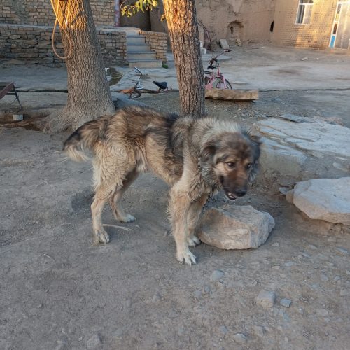 سگ نر و سرابی