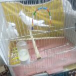 جفت عروس هلندی البینو چشم شرابی