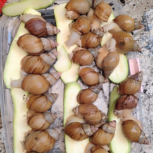 فروش 25فارم سوپر مولد