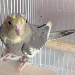 فروش انواع عروس هلندی گرینچیک