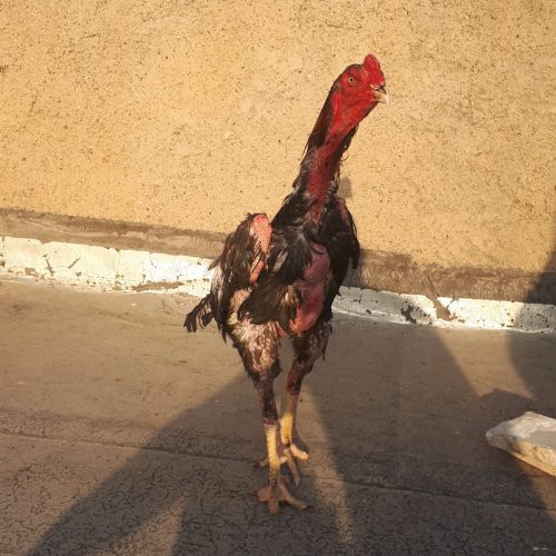 خروس لاری انگلیسی