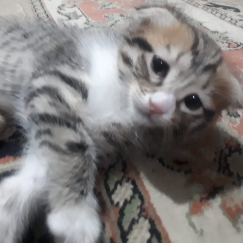 بچه گربه های اسکاتیش