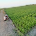 ترملحجلنگا