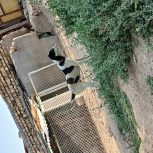 دوعدد سگ نژاد دار افغان