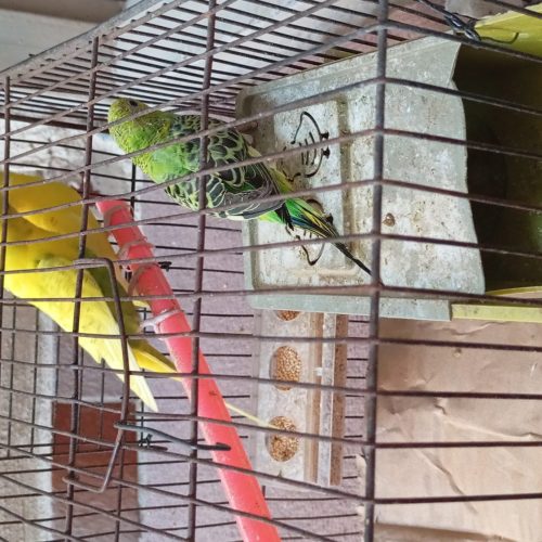 دوجفت مرغ عشق