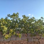 فورش باغ پسته