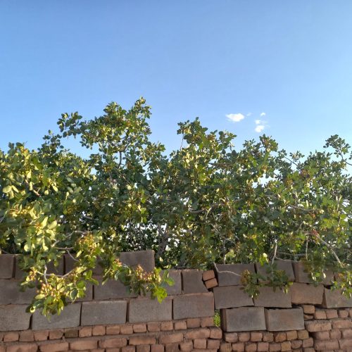 فورش باغ پسته