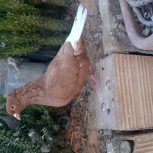 زرد دم سفید ماده