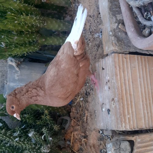 زرد دم سفید ماده