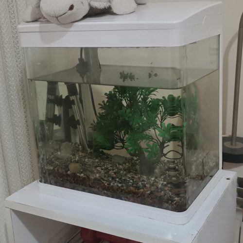 آکواریوم خانگی متوسط