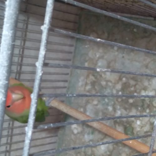 عروس هلندی و کوتوله برزیلی