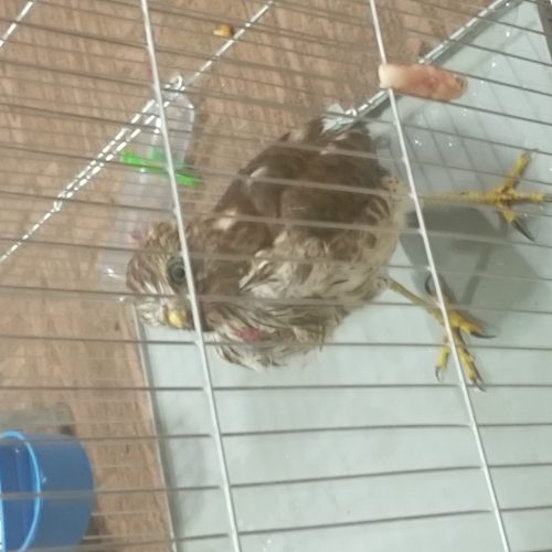 شاهین شکاری