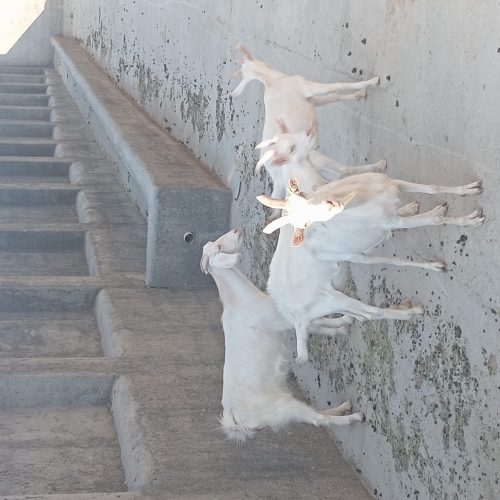 4 عدد بز سانند