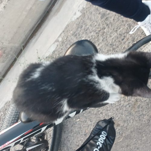 بچه گربه ی نژاد dsh