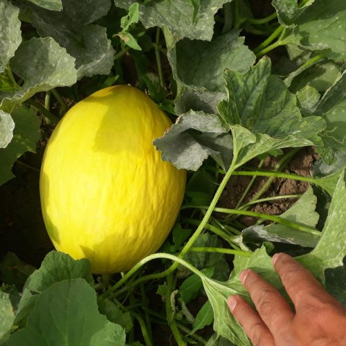 خربزه شیراز صابونی