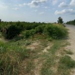 فروش فوری باغ