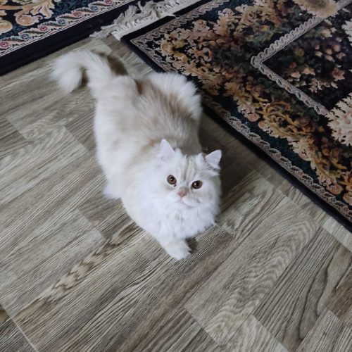 گربه زیبای پرزین