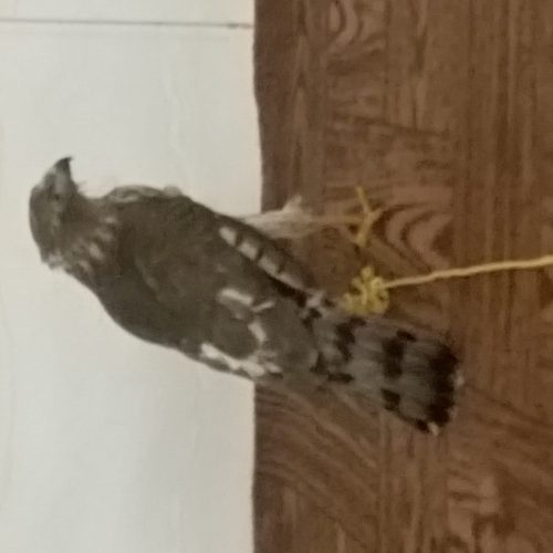 شاهین شکاری