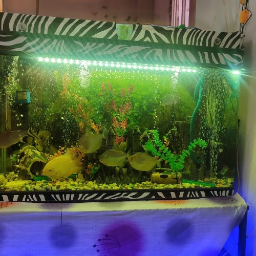 فروش ماهی و اکواریوم