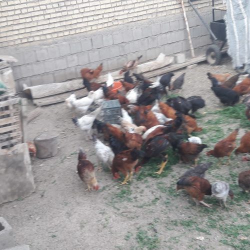 مرغ و خروس ساده و لاری
