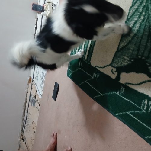 سګ خانګی تربیت شده نر اسمش جمی هست