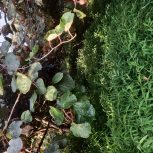 یک باغ کیوی به متراژ حدودن 1000 متر در روستای لمیر سفید سنگان که حدود 80 عدد کیوی داره