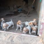 پوینتر انگلیس اصل