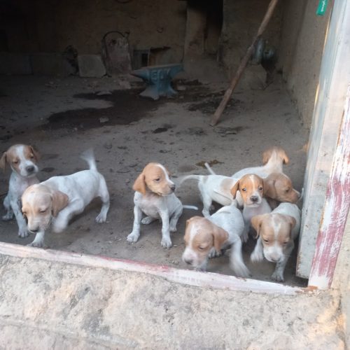 پوینتر انگلیس اصل