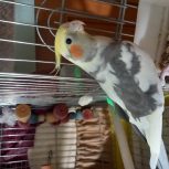 عروس هلندی  سخنگو و دستی سالم سالم