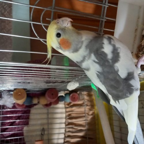 عروس هلندی  سخنگو و دستی سالم سالم