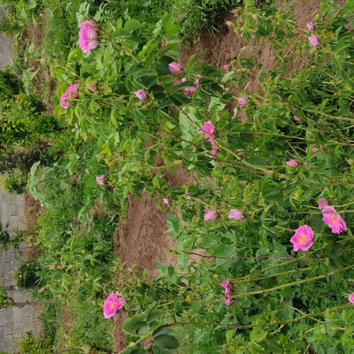 باغچه سرسبز اندرخ