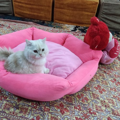 گربه زیبای پرزین