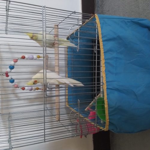 دو عدد عروس هلندی نر