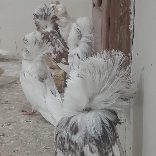 کبوتر سوپر شامپیون