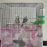 یک جفت عروس هلندی بالغ به همراه قفس و لانه