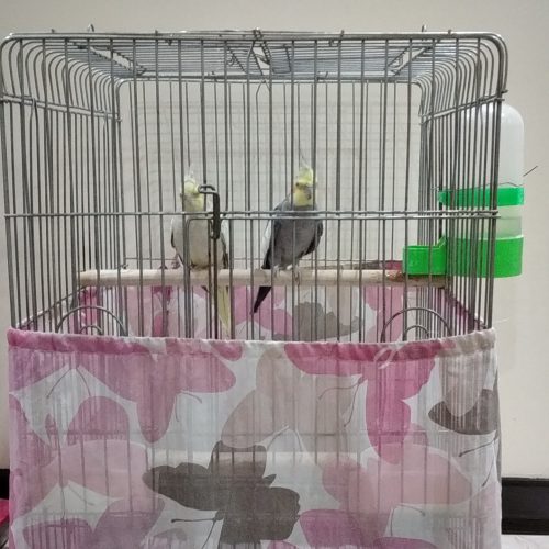 یک جفت عروس هلندی بالغ به همراه قفس و لانه