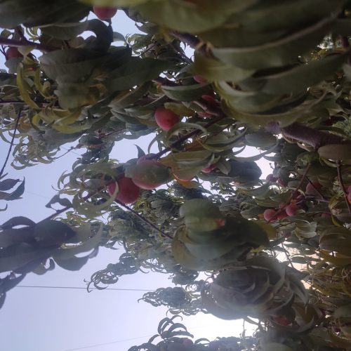 باغچه با درختان میوه