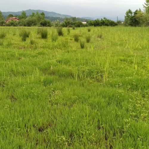 زمین مسکونی در روستای سیاهکل