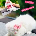 فروش گربه پرشین