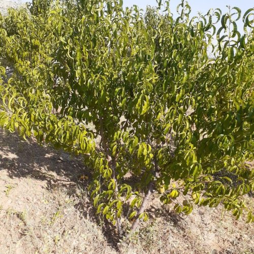 باغی در علیشاه