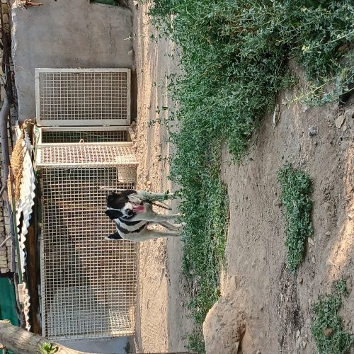 دوعدد سگ نژاد دار افغان