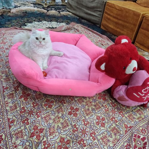 گربه زیبای پرزین