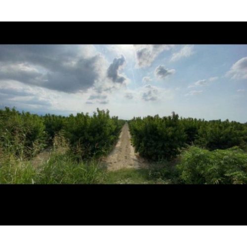 فروش فوری باغ